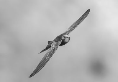 Close-up of bird flying