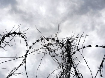 Low angle view of tree against sky