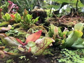 Close-up of succulent plant growing on field