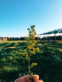 Person holding flowering plant on field against sky