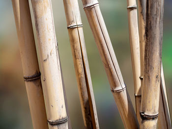 Close-up of bamboo on plant