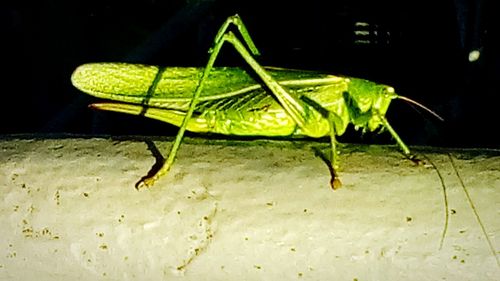 Grasshopper on leaf