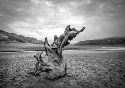 Dead trees in the lake