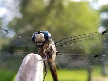 Close-up of dragonfly on plant