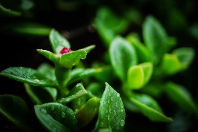 Close-up of plant
