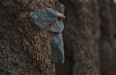 Close-up of tree trunk rock