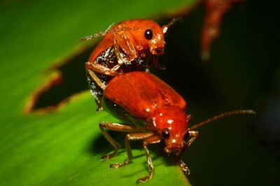 Close-up of insect on plant