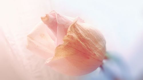 Close-up of rose flower