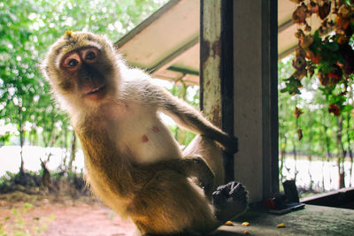 Close-up of monkey sitting on window