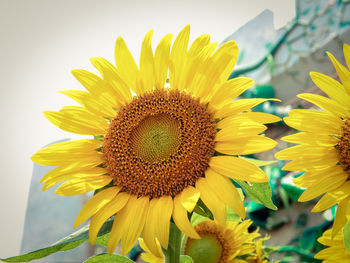 Close-up of sunflower