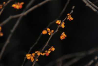 Close-up of flower growing on tree