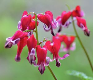 Close-up of pink flowers