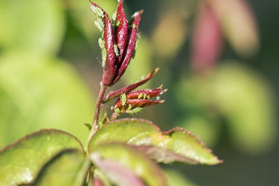 Close-up of flower bud