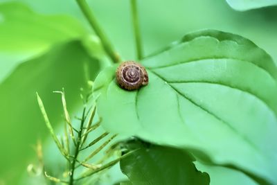 Close-up of snail on leaf