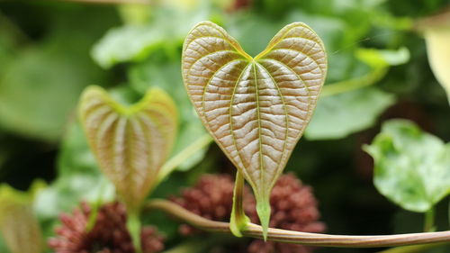 Close-up of flowering plant