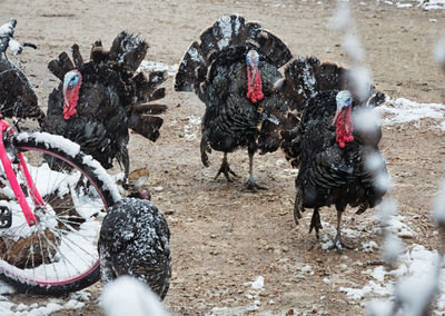 High angle view of turkeys on field during winter