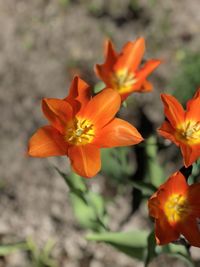 Close-up of orange flowering plant