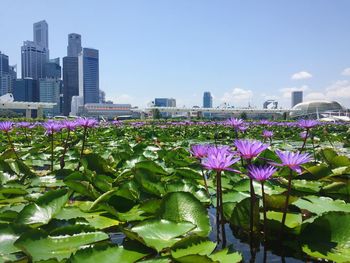 Purple flowering plants by buildings against sky