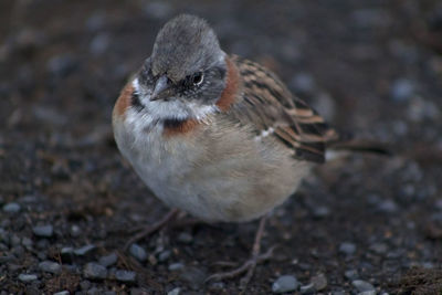 Close-up of an animal