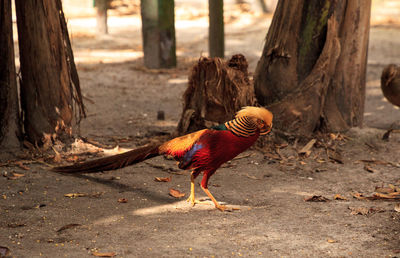 View of a bird on land