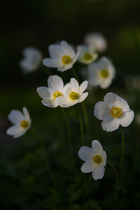 Close-up of white flowering plant