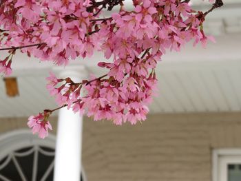 Close-up of pink cherry blossoms