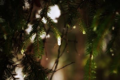Close-up of pine tree
