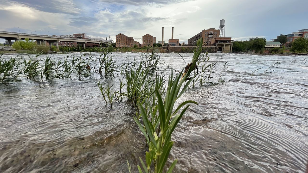 PLANTS GROWING BY RIVER AGAINST BUILDINGS