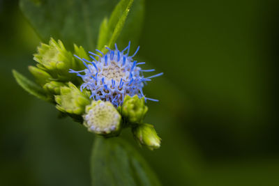 Close-up of purple flowering plant