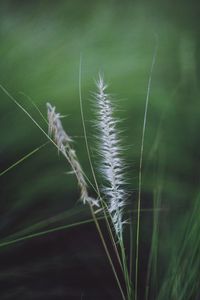 Close-up of plant growing on grassy field