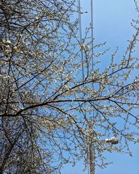 Low angle view of flowering tree against blue sky