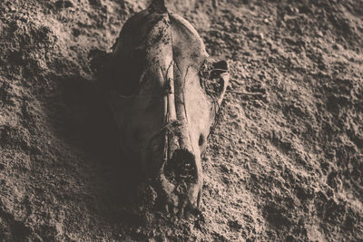 Close-up portrait of a horse