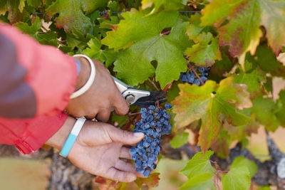 Cropped hand of woman holding plant