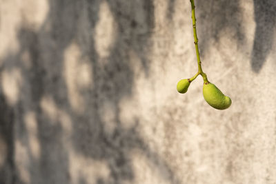 Close-up of plant growing against wall