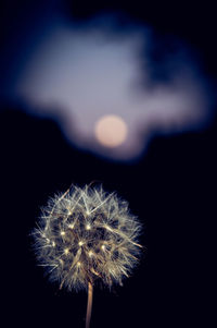 Close-up of dandelion against black background