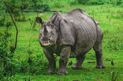 Indian one-horned rhino staring into the camera and eating grass in kaziranga national park 