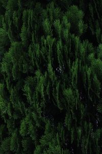 High angle view of pine trees in forest