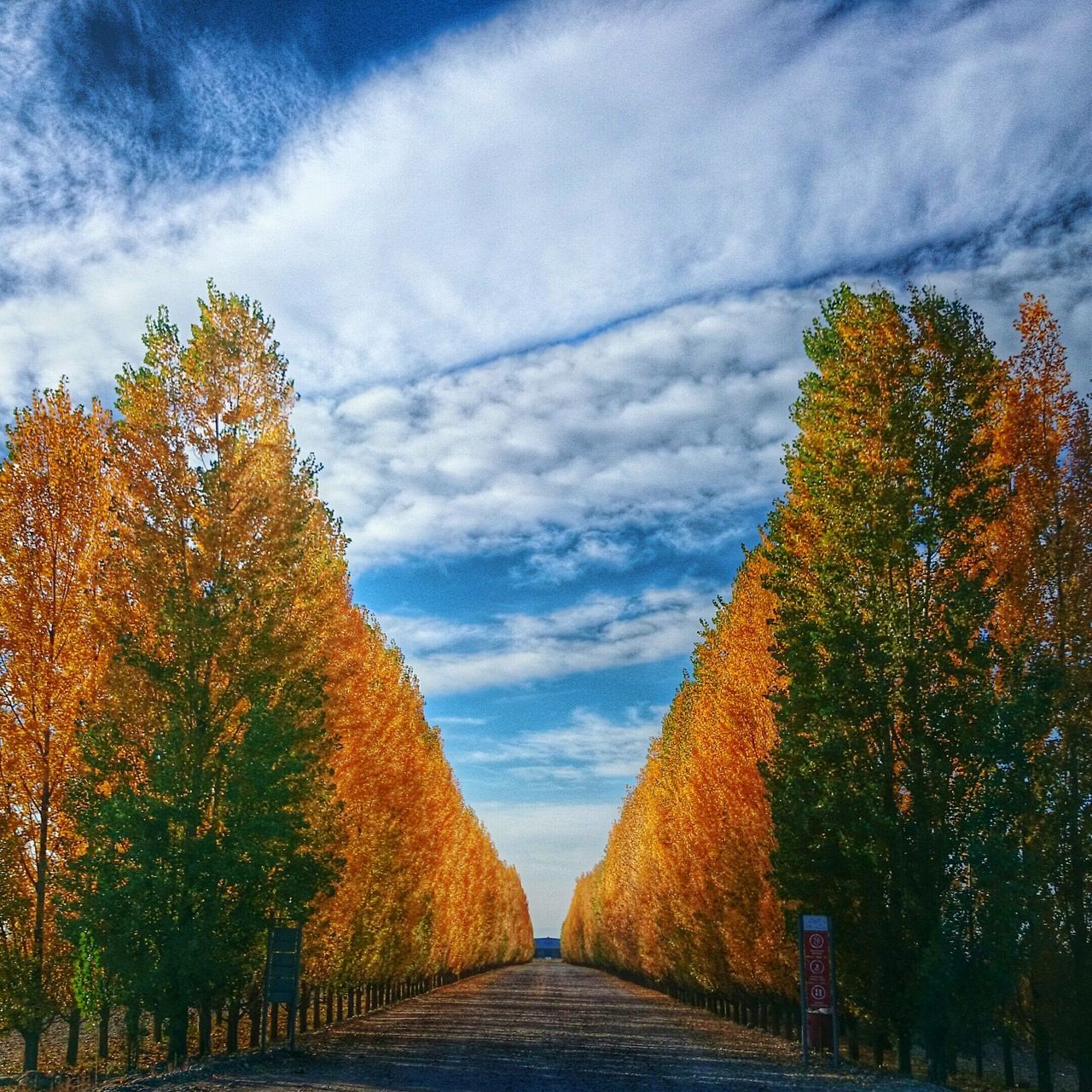 the way forward, tree, sky, diminishing perspective, cloud - sky, vanishing point, road, cloudy, tranquility, nature, cloud, growth, street, beauty in nature, tranquil scene, transportation, footpath, outdoors, empty road, treelined