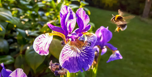 Close-up of bee pollinating on purple flower