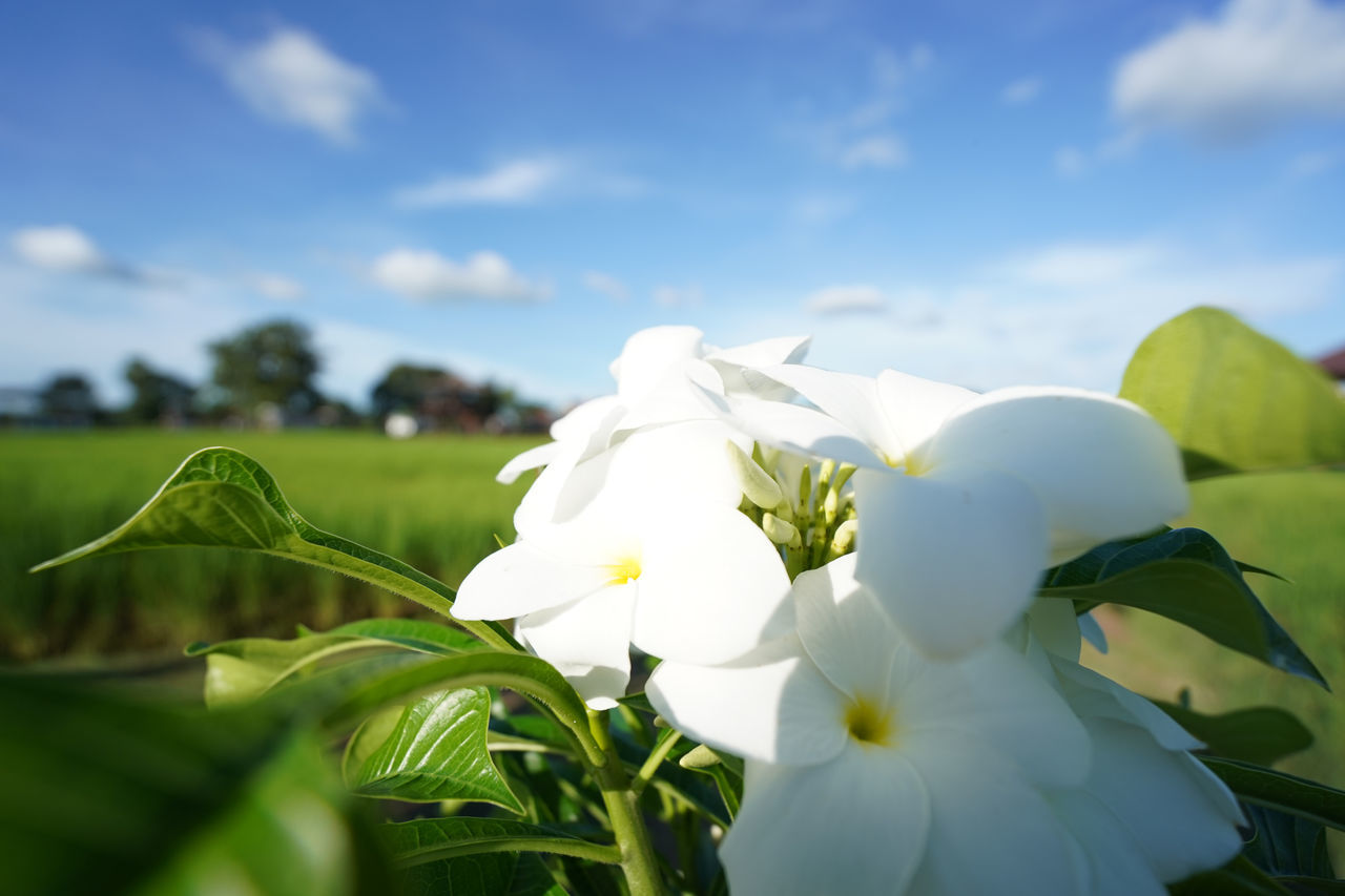 CLOSE-UP OF WHITE FLOWER AGAINST SKY