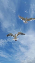 Low angle view of seagull flying