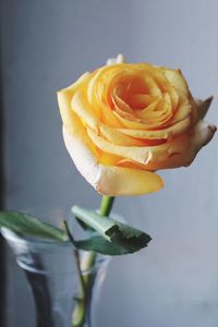 Close-up of day rose