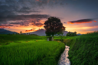 Nature panorama of green rice fields and flowing water in the mountains of rural area of indonesia