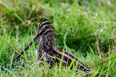 Close-up of bird on field