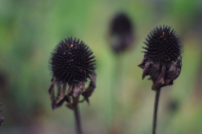 Close-up of wilted thistle