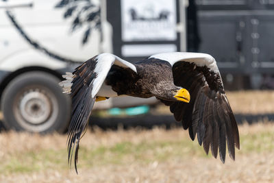 Close up of a stellers sea eagle flying low to the ground in a falconry demonstration.