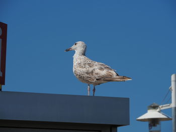 Seagull perching on a wall