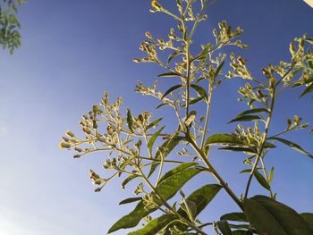 Low angle view of flowering plant against blue sky