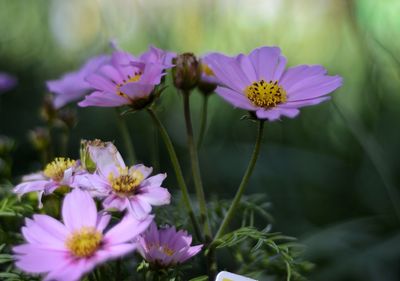 Close-up of purple flowers blooming outdoors