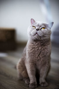 Close-up of a cat looking away